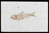 Knightia Fossil Fish - Wyoming #79938-1